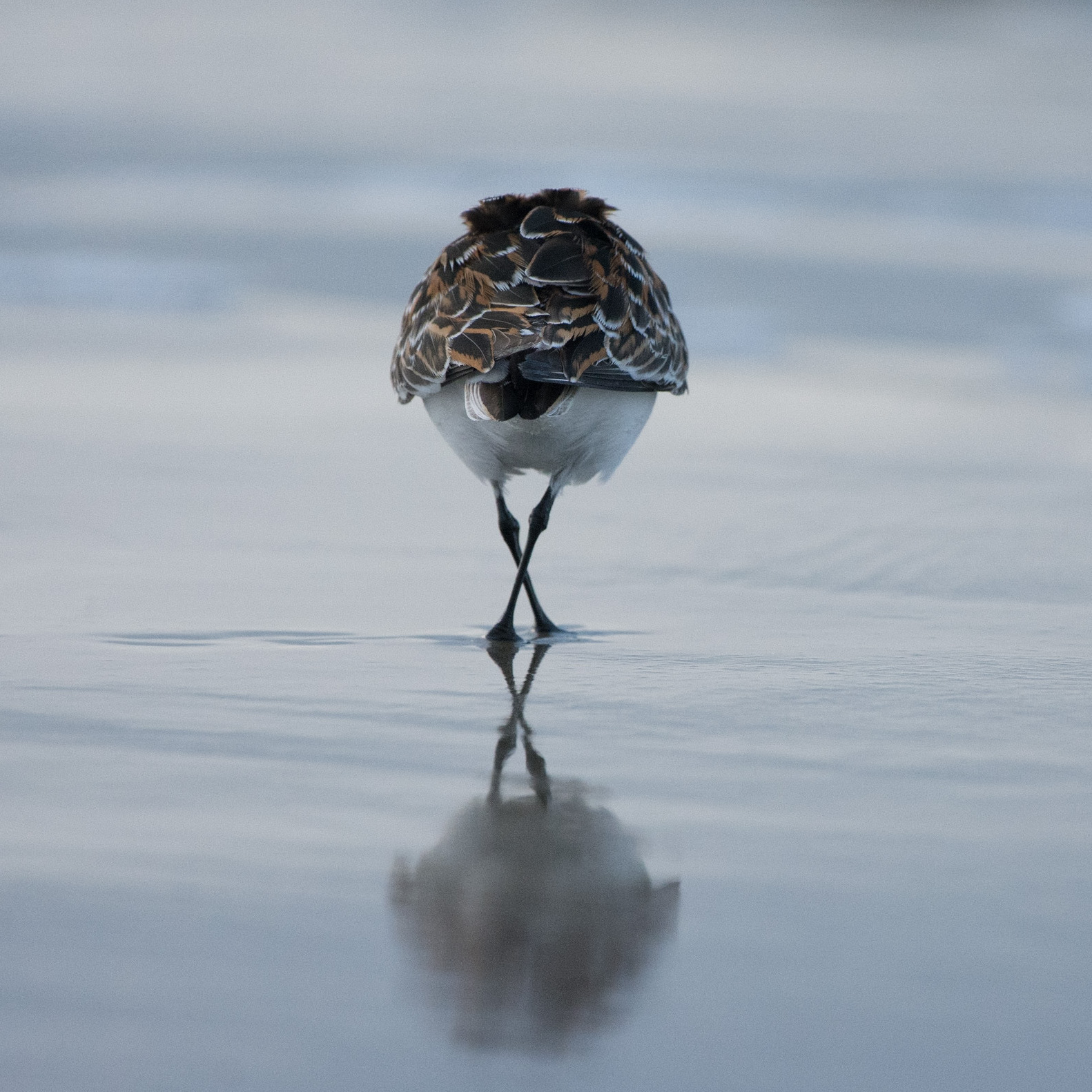bird in water